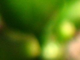 Green Coffee Beans