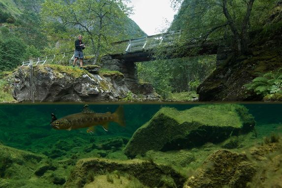 lodoen5_fisk