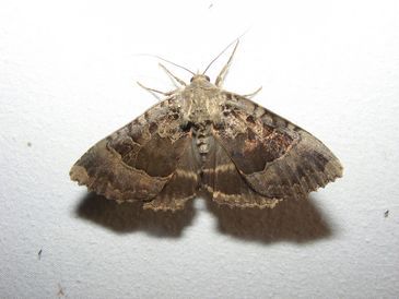 Imago op licht  (foto Remco Vos)