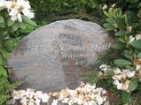 Dall født Hansen