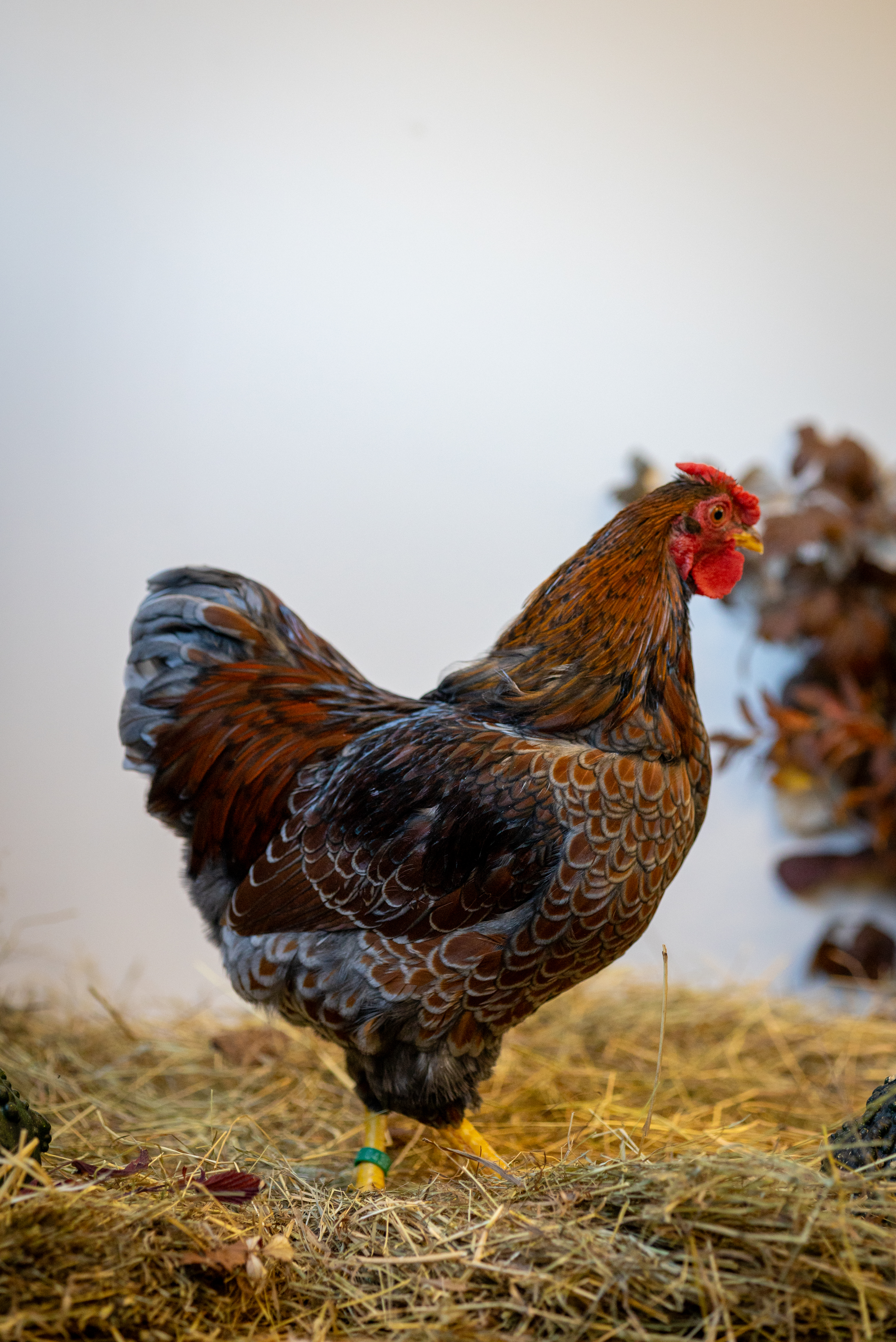 Dvärg wyandotte 92p