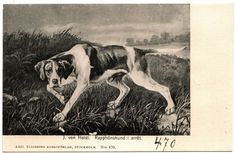 470 Rapphönshund i arrêt