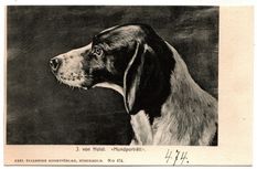 474 Hundporträtt