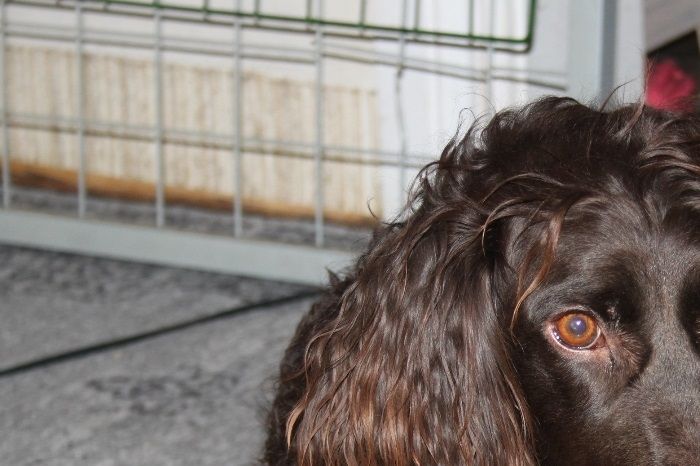 Wachteltorpets Certa, Frejas dotter och Cayas syster finns numera också i kenneln. 