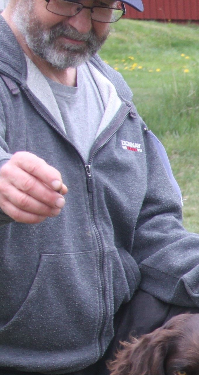 Fick samtal från Lennart som har Hottis att igår klarade hon sitt 3:e ökl spår!! Spåret hade legat i 20 timmar och dom hade haft ett förfärligt väder med regn o åska... fördelen var att hon tog det i lagom takt!! ;) Nu ska domaren lägga ett elitspår till henne bara för att se hur hon går.. han tyckte hon var så duktig!! Kul att höra. Grattis Hottis o husse!!!! ;) (Y) (Ps domaren är inte godkänd som elitdomare... men han ville se hur hon jobbar, så därför ville han lägga ett till henne) Hottis är e. Hyttgårdens Neztor u. Wachteltorpets Engla.