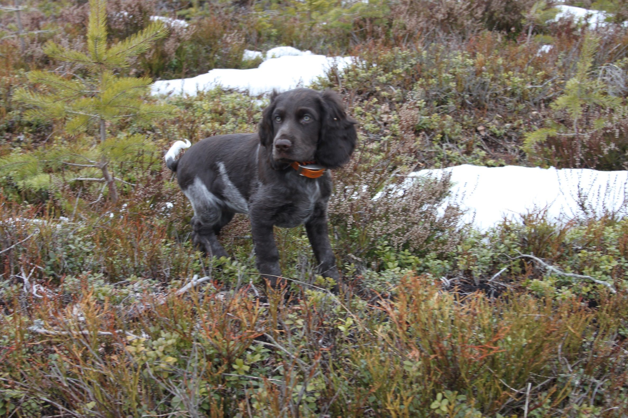 Mica ute i skogen för första gången