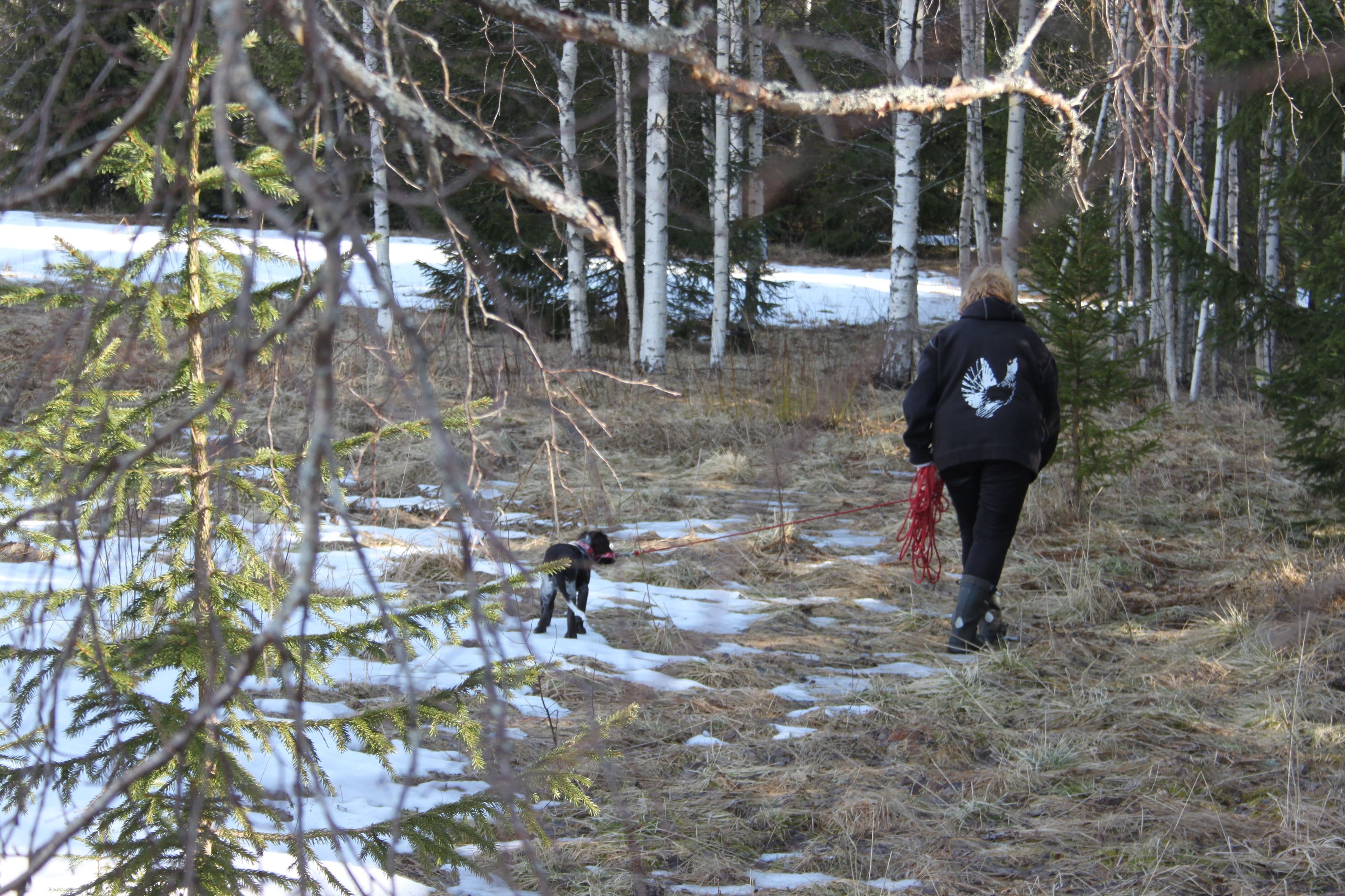 Mica går första blodspåret.