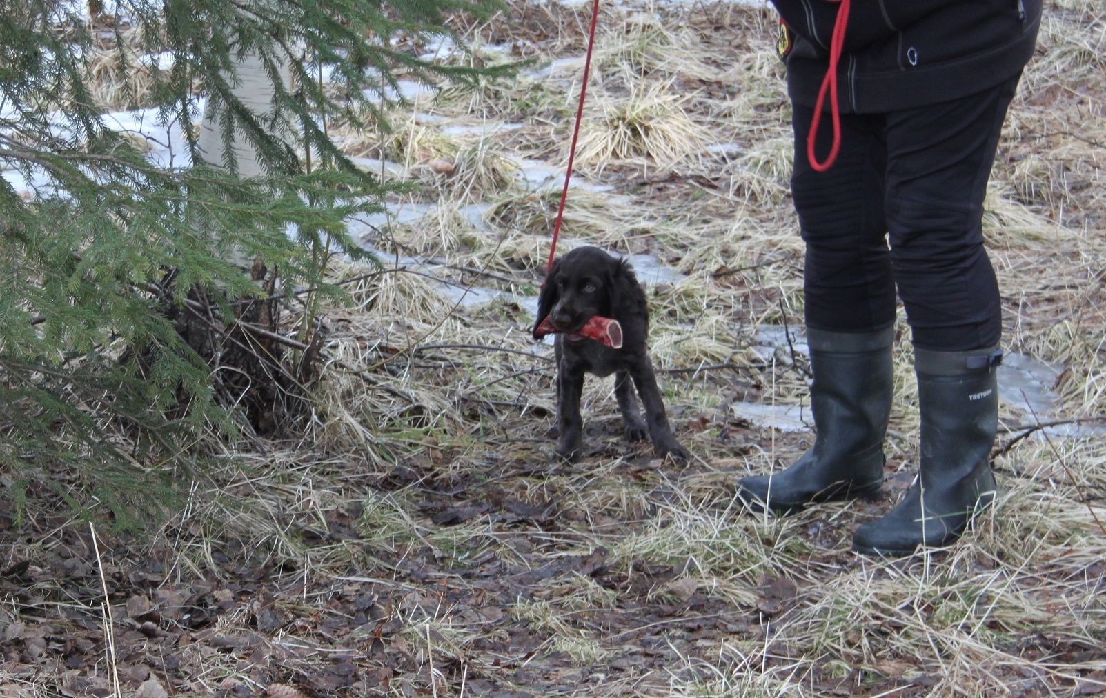 Mica har hittat ett älgben.. blir klöv nästa gång... 