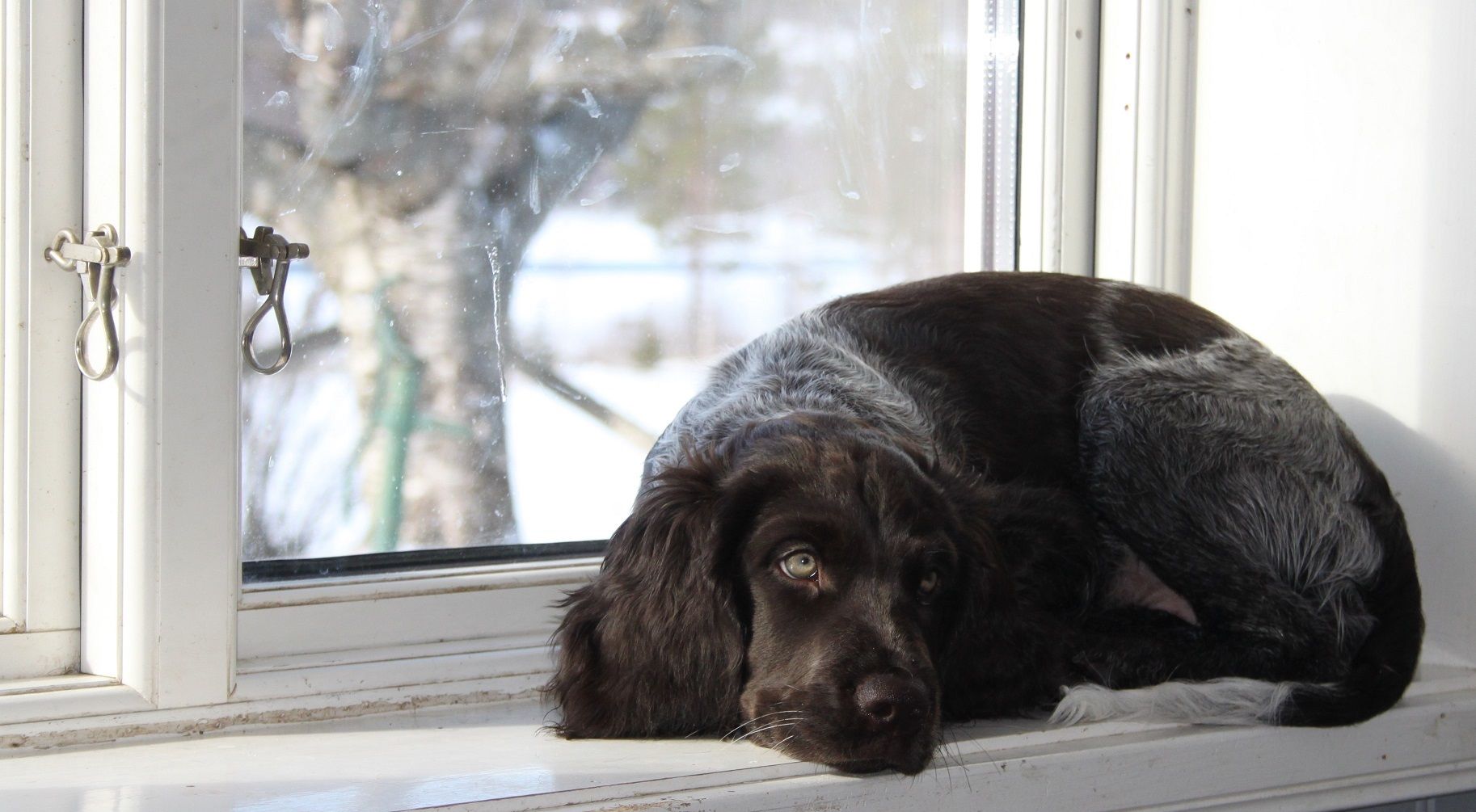 Skönt i fönstret när solen skiner