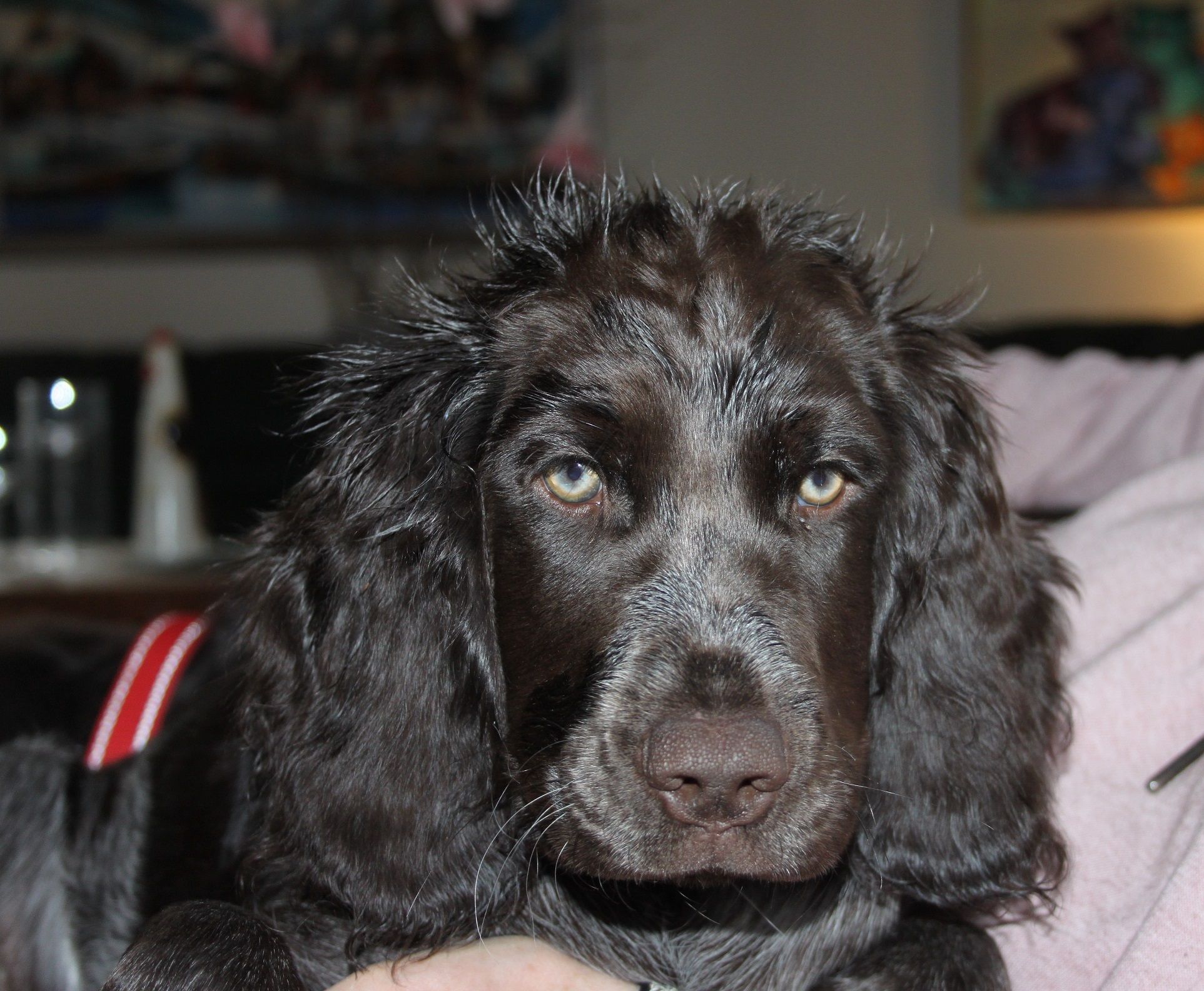 Mica har varit ute i regnet 13 veckor