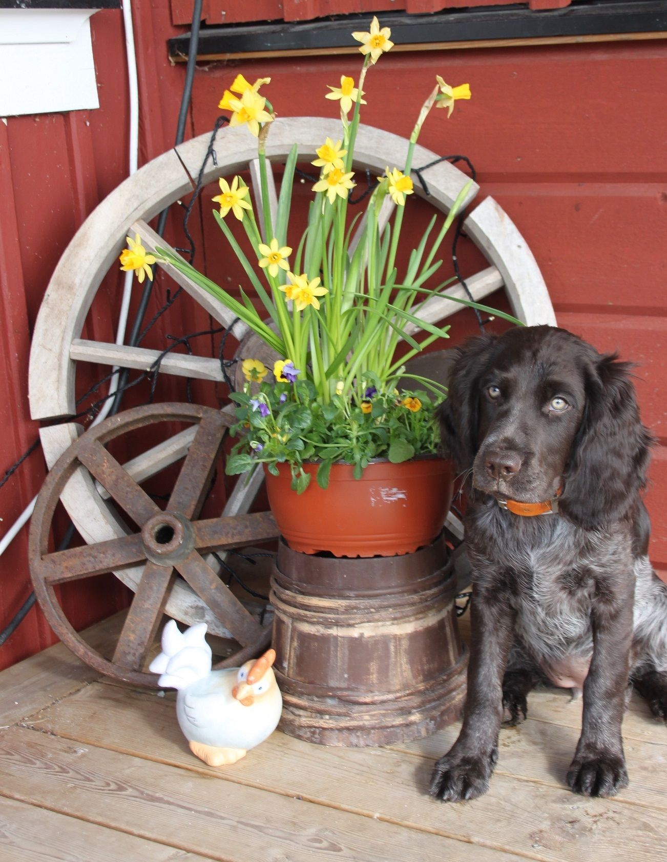 Mica Påsken 2020 12 veckor