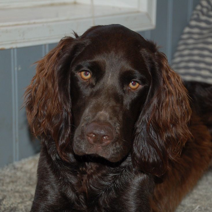 Wachteltorpets Mica okt 2020