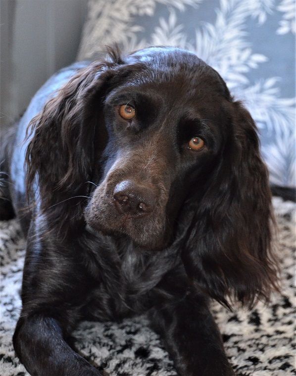 Mica med huvudet på sne