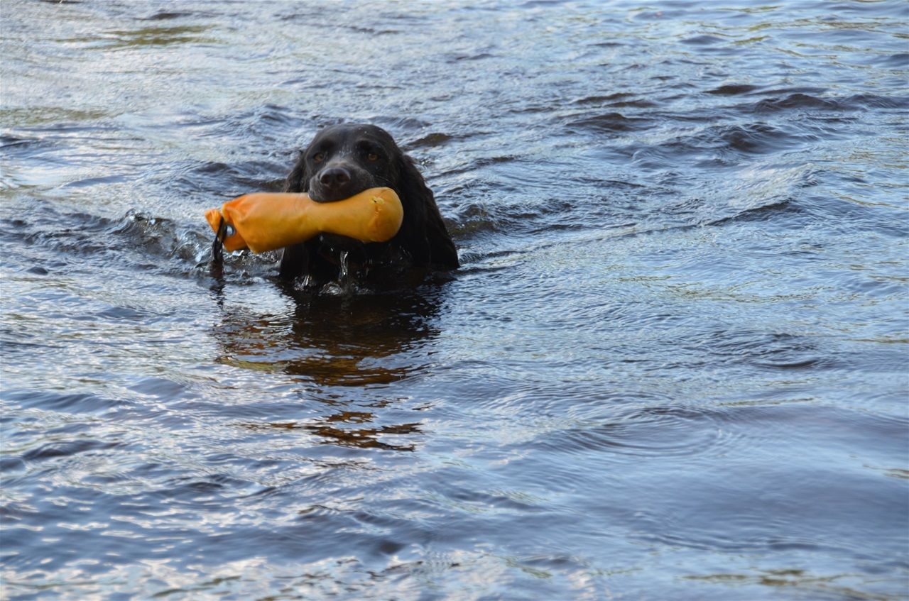 Mica kommer med apport