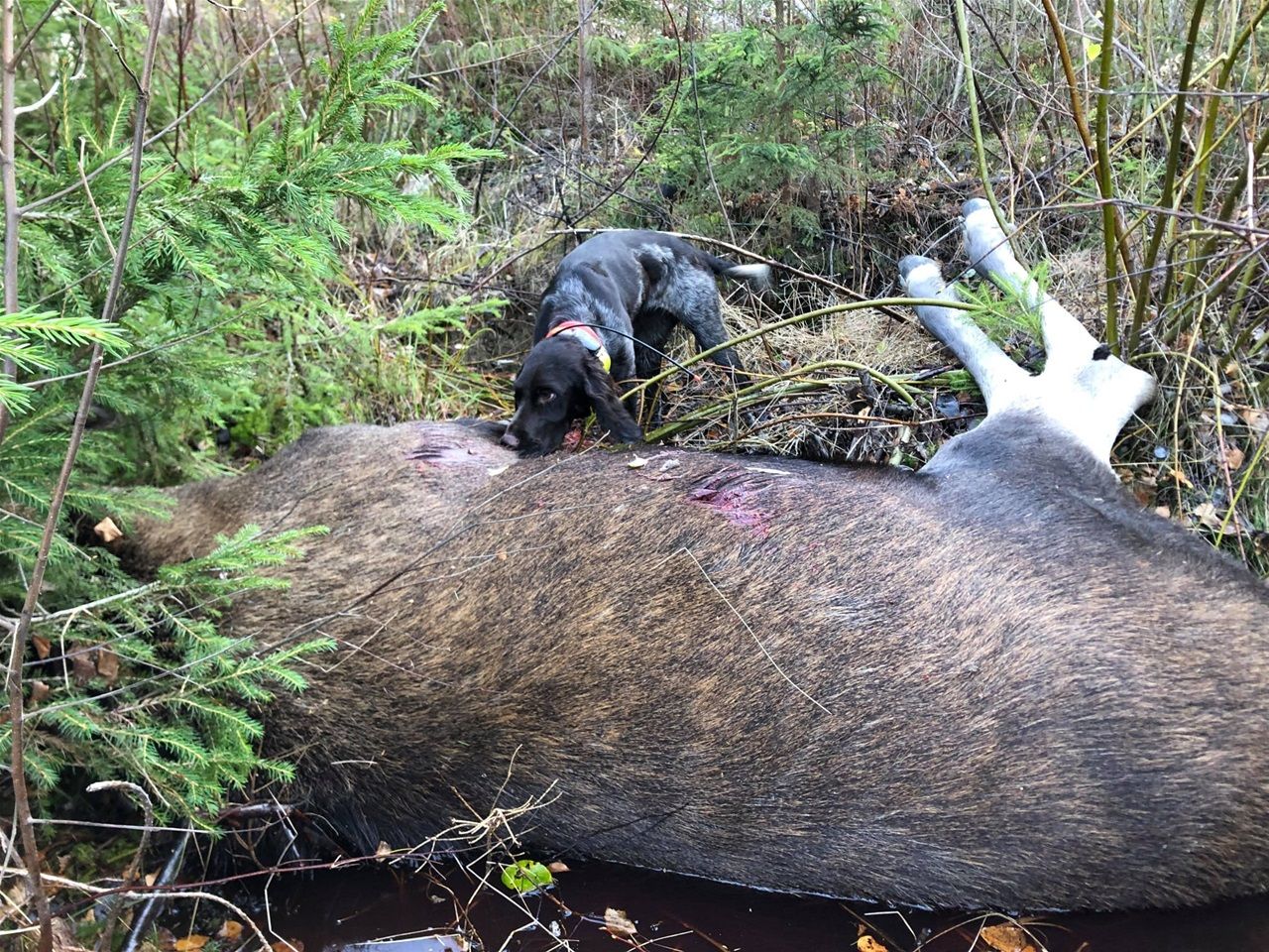 Mica har drivit fram kviga oktober 2021
