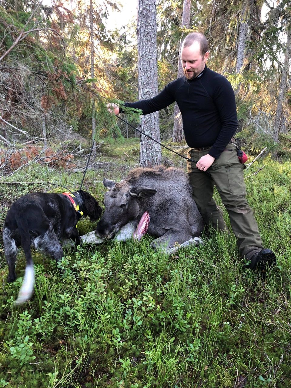 Mica har drivit fram älg kalv 2021