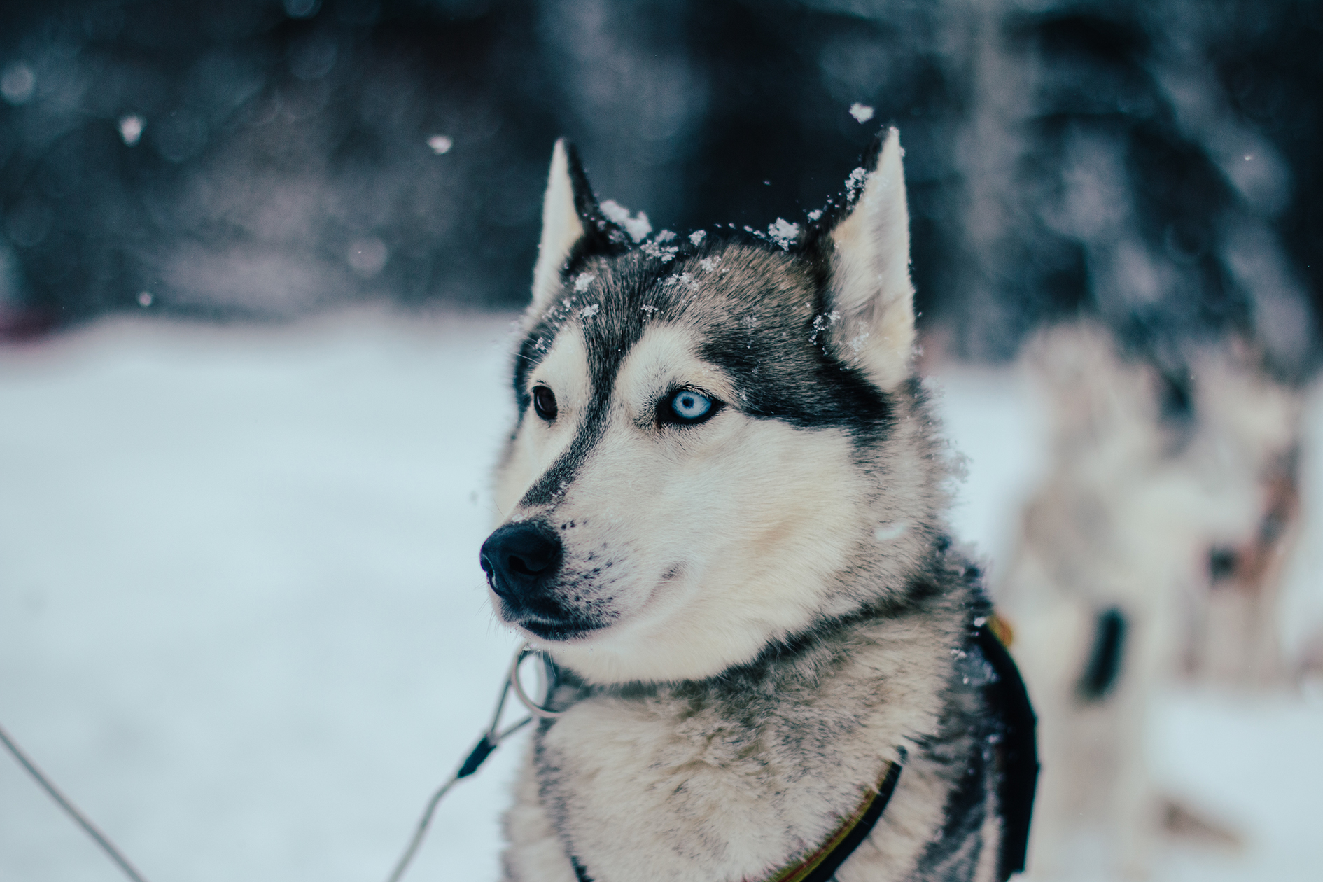 isdimma_huskyWEB
