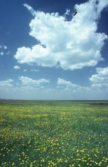 NW LAND 026