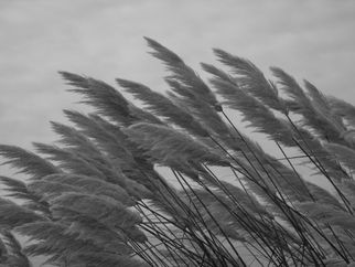 JC BW015 