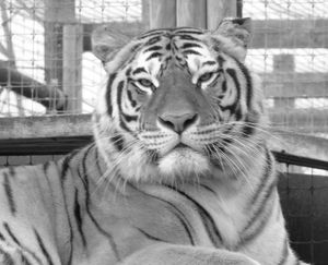 JC BW016 