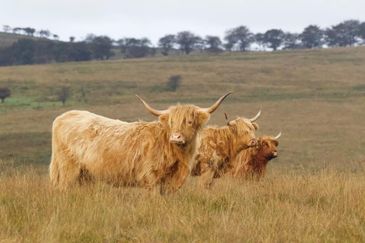 MC 19 079 -  - wildlife photography - photo libra