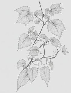 LW 026