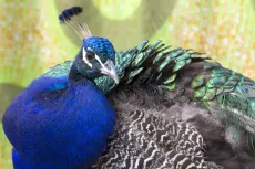 Indian blue Peacock 