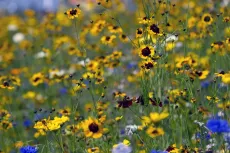 Wild Flowers 