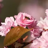 Cherry Blossom