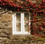 Ivy Shade