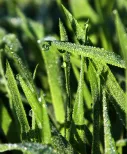 Morning Dew