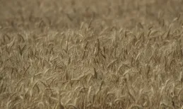Field of wheat