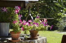 Flowers on well 