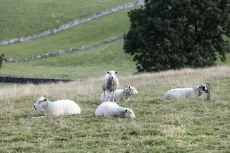 Odd one out, Derbyshire