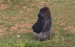 Western Gorilla 01 