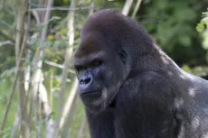 Western Gorilla 03 (or sir to and me)