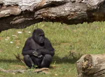 Western Gorilla, Juvenile baby