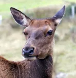 Young Deer 