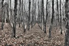 Sentinels 