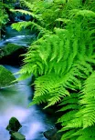 Fern and stream