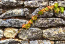 Insurgence, Ivy on stone