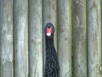 =