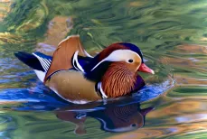 MC 19 001 - Duck - a-duck-swimming-in-a-pond