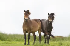 MC 19 002 - Exmoor stallions guarding their mares - two-horses-standin