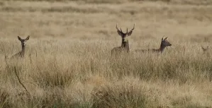 MC 19 003 - Young stag on alert Exmoor - two-deers-in-tall-grass