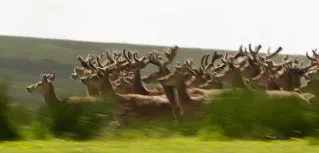 MC 19 004 - herd of stags flee Exmoor - a-herd-of-deer