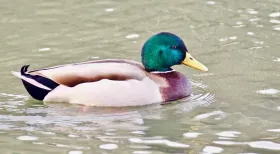MC 19 019 - Duck - a-duck-swimming-in-a-lake-with-a-yellow-beak