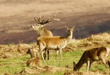 MC 19 027 - my favourite stag Exmoor rut - a-herd-of-deer-standing-on-