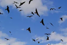 MC 19 033 - Kites Rhayader farm - a-flock-of-birds-flying-in-the-sky