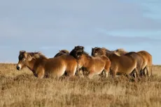 MC 19 035 - Exmoor ponys - a-group-of-horses-standing-in-a-field
